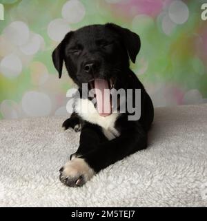 cute bianco e nero mastiff lab mix cucciolo yawning Foto Stock
