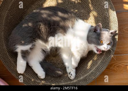 un gatto shorthair carino che ha bagno di sole e yawning su un balcone Foto Stock