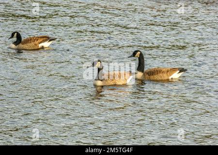 Diverse oche canadesi al lago Tully a Roialston, Massachusetts Foto Stock
