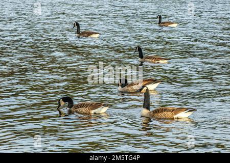 Diverse oche canadesi al lago Tully a Roialston, Massachusetts Foto Stock