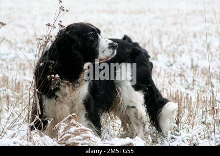 Un primo piano di un Cocker Spaniel bianco e nero su un campo coperto di neve Foto Stock