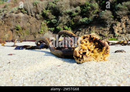 Alghe bagnate sulla riva di Gibson Beach presso la riserva naturale di Point Lobos vicino a Carmel, California; kelp stipes e closeup holdfast. Foto Stock