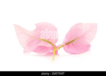 Bougainvillea isolato su sfondo bianco. Foto Stock