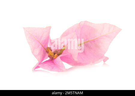 Bougainvillea isolato su sfondo bianco. Foto Stock