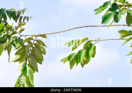 Lagerstroemia caliculata Kurz o lagerstroemia speciosa, Queens flower o Lagerstroemia floribunda Jack var o floribunda Lythraceae o thai crape myr Foto Stock