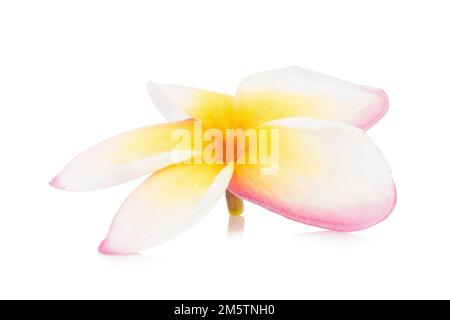 frangipani. plumeria. albero del tempio. albero del cimitero. fiore. isolato su sfondo bianco. Foto Stock