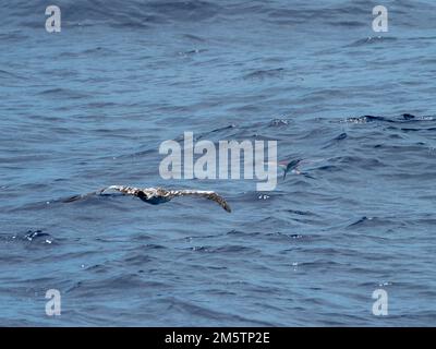 Booby dai piedi rossi, Sula sula, caccia di pesci volanti che scivolano sul mare vetroso nel Mar dei Coralli Vanuatu 2022 Foto Stock