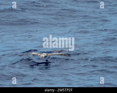 Booby dai piedi rossi, Sula sula, caccia di pesci volanti che scivolano sul mare vetroso nel Mar dei Coralli Vanuatu 2022 Foto Stock