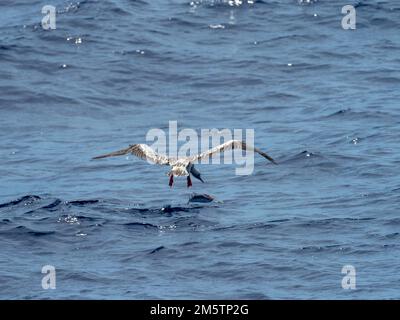 Booby dai piedi rossi, Sula sula, caccia di pesci volanti che scivolano sul mare vetroso nel Mar dei Coralli Vanuatu 2022 Foto Stock