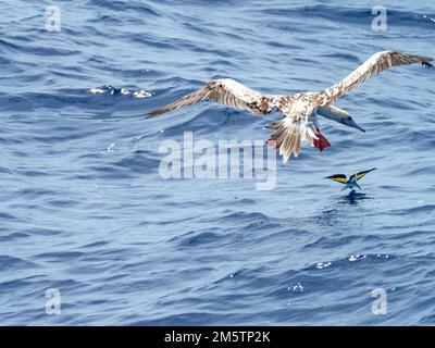 Booby dai piedi rossi, Sula sula, caccia di pesci volanti che scivolano sul mare vetroso nel Mar dei Coralli Vanuatu 2022 Foto Stock