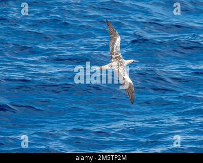 Booby dai piedi rossi, Sula sula, caccia di pesci volanti che scivolano sul mare vetroso nel Mar dei Coralli Vanuatu 2022 Foto Stock