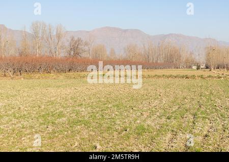 Bella vista panoramica di un campo in inverno Foto Stock