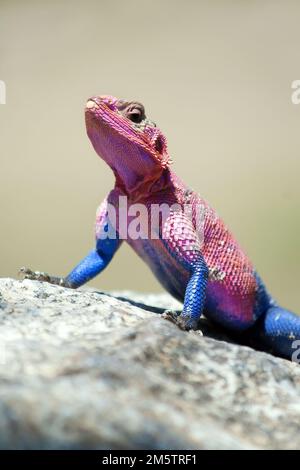 Mwanza pietra a testa piatta AGAMA sotto il sole di mezzogiorno nel Parco Nazionale da Serengeti, Tanzania Foto Stock