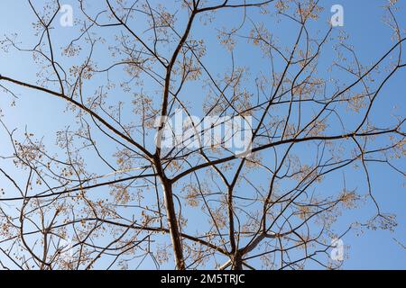 Melia azedarach Chinaberry albero con frutta in autunno Foto Stock