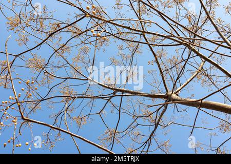 Melia azedarach, comunemente noto come il chinaberry tree, orgoglio dell'India, perline-tree, Cape lilac, syringa berrytree, Lilla persiana, lilla indiana, o whit Foto Stock