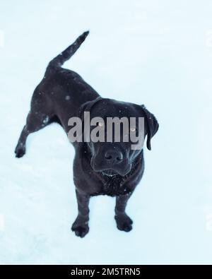 Una vista verticale dall'alto di un ritratto nero di Labrador Retriever su un terreno innevato con fiocchi di neve su di esso Foto Stock