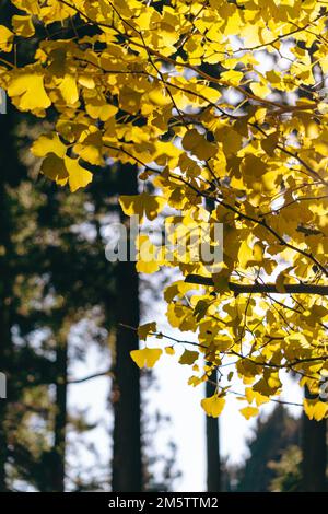 L'albero di Ginkgo fronda sotto la luce del sole Foto Stock