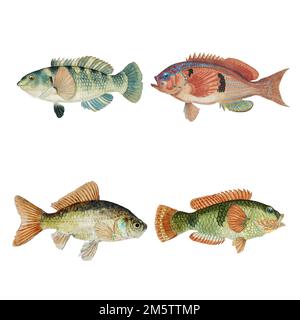 Confezione di illustrazioni colorate vintage di pesci vettoriali disegnati a mano Illustrazione Vettoriale