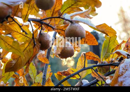 molte nespola comune su albero con neve, autunno Foto Stock