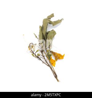 fiore essiccato. foglie. isolato su sfondo bianco Foto Stock