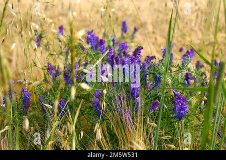 Vetch, fiori viola fiorire nel campo tra il grano Foto Stock