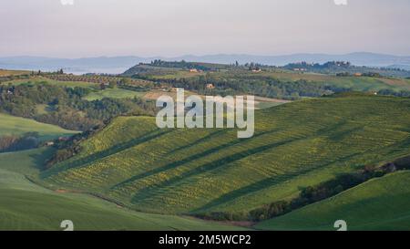 Paesaggio tipico toscano, provincia di Siena, Toscana, Italia Foto Stock