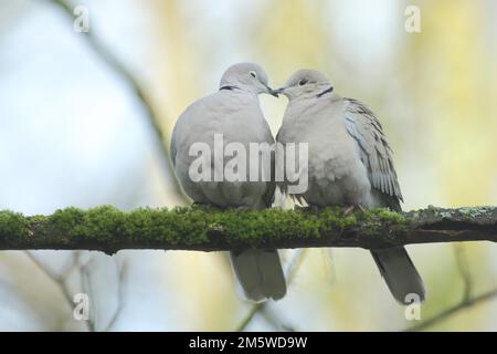 Un paio di colomba eurasiatica (Streptopelia decaocto) durante la corteggiamento in amore gioco, emozione, coccole, coccole, affetto, vicinanza Foto Stock