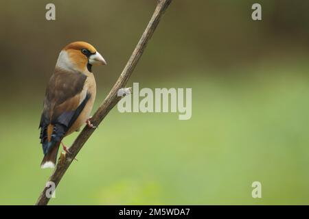 Hawfinch maschio (Coccothraustes coccothraustes) a Bad Schoenborn, Baden-Wuerttemberg, Germania Foto Stock