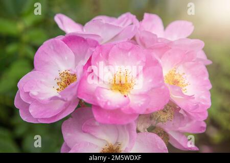 harkness rosa. Rosa con piccoli fiori piatti rosa con bagliore dal tramonto Foto Stock