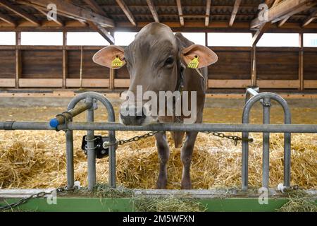 Vacca da latte svizzera senza corna Foto Stock