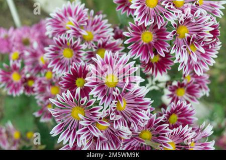 Primo piano di fiore di scarlatto di crisantemo. Bella composizione floreale con toni bianchi rossi e gialli presi all'aperto. Foto Stock