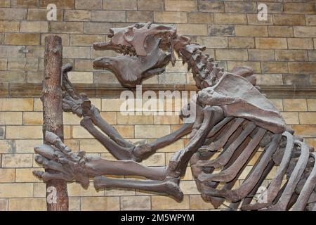 Gigante Sloth Skeleton Megatherium americanum nel Museo di Storia Naturale di Londra Foto Stock