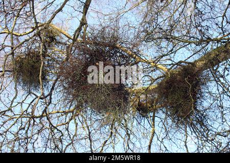 Scopa della strega o scopa delle streghe su Betula Silver Birch Tree Pendola causata dal Fungo Taphrina betulina Foto Stock