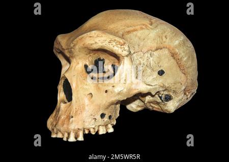 Homo heidelbergensis, uomo rodesiano - Kabwe 1 Foto Stock