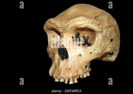 Homo heidelbergensis, uomo rodesiano - Kabwe 1 Foto Stock