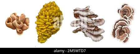 impostare i funghi di acquerello. funghi che crescono sull'albero. funghi realistici commestibili. Foto Stock