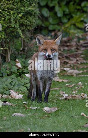 Fox (Vulpes vulpes) lecca braciole Reigate Surrey UK GB Dicembre 2022 Foto Stock