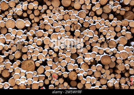 Stack di registrazione nella foresta durante l'inverno. Foto Stock