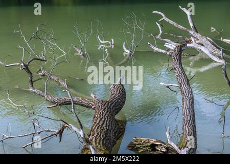 Detriti di Woody grossolani al lago Hinterbruehl a Monaco di Baviera Foto Stock