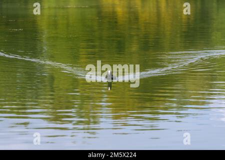 Piscina eurasiatica sul lago di Hinterbruehl a Monaco di Baviera Foto Stock