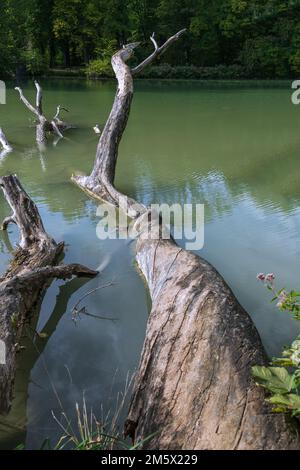 Fallen Dead Ashes al Lago Hinterbruehl a Monaco di Baviera Foto Stock