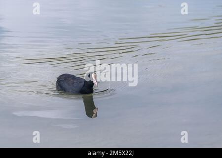 Riflessione speculare di Una folaga eurasiatica di nuoto al lago Hinterbruehl di Monaco, Baviera Foto Stock