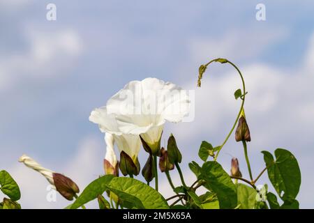 Un primo piano del delicato fiore bianco e gemme di un campo indweed, Convolvulus arvensis Foto Stock