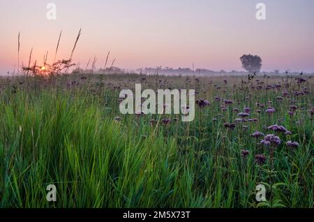 Il sole sorge sulla prateria dove Joe Pye Weed cresce in profusione nella riserva della foresta di Springbrook Prairie nella contea di DuPgae, Illinois Foto Stock