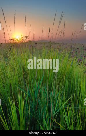 Il sole sorge sopra la prateria dove il Big Bluestem Grass cresce in profusione presso la Springbrook Prairie Forest Preserve nella DuPage County, Illinois Foto Stock