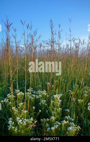 Le piante di Prairie fioriscono in profusione in una mattina di alba nebbiosa allo Springbrook Prairie Forest Preserve nella contea di DuPage, Illinois Foto Stock