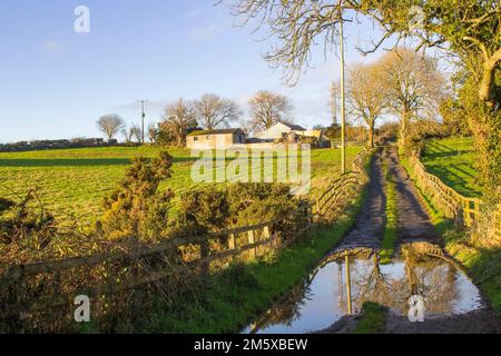 Dicembre 2022 luce solare invernale dolce su una corsia allagata fattoria che conduce a un cantiere agricolo locale e casa di famiglia vicino a Dundonald nella contea giù Irlanda del Nord Foto Stock