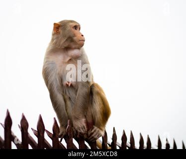 Animale scimmia India, macaco rhesus seduto sul treno. Spazio copia cielo bianco. Monkey tempio Foto Stock