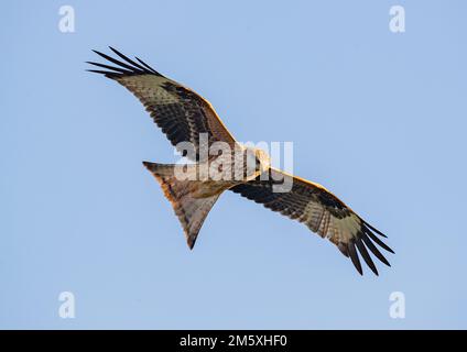 Primo piano di un coloratissimo Kite Rosso (Milvus milvus) in volo in un cielo azzurro . Riportato dall'orlo dell'estinzione nel Regno Unito . Suffolk Foto Stock