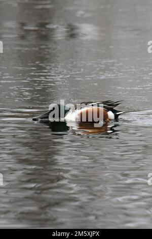 Shoveler (Anas clypeata) drake Feeding Whitlingham CP Norfolk UK GB Dicembre 2022 Foto Stock